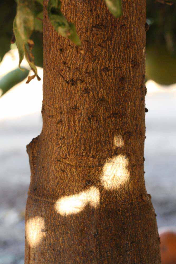              Bark (Riverside, CA)       